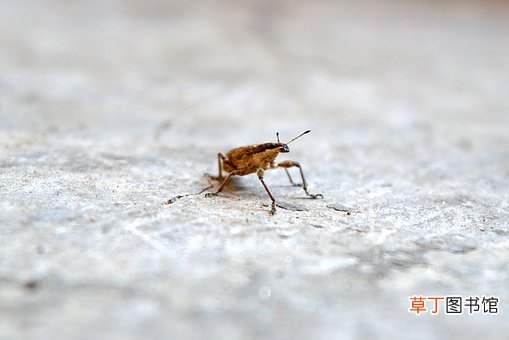 女人梦见满地虫子是什么意思