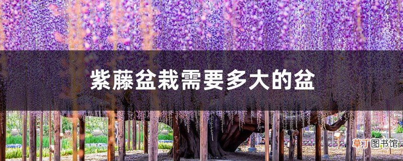 附盆栽种植方法 紫藤盆栽需要多大的盆