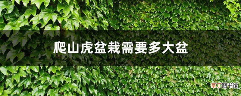 爬山虎盆栽需要多大盆，一年能长多少？