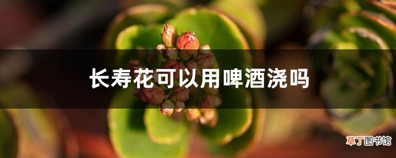 长寿花可以用啤酒浇吗，多久浇一次水
