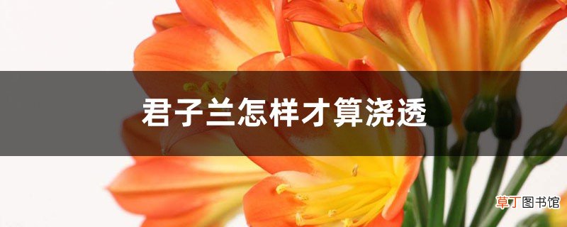 君子兰怎样才算浇透，水浇多了怎么办