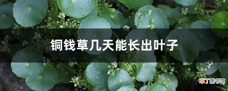 铜钱草几天能长出叶子，分享铜钱草的生长日记