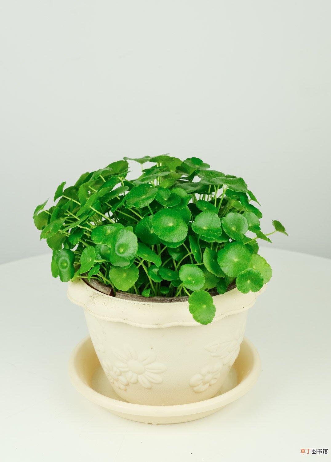 铜钱草几天能长出叶子，分享铜钱草的生长日记