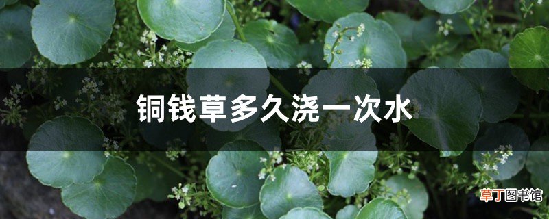 铜钱草多久浇一次水，可以中午浇水吗