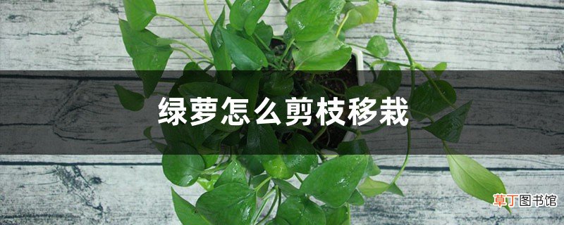 图解 绿萝的繁殖方法，怎么剪枝种植