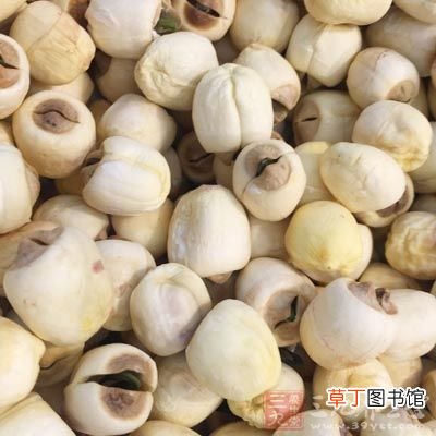 莲子心的功效与作用 莲子芯清热解毒的功效比药都要好