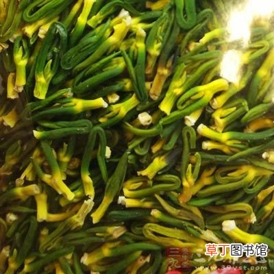 莲子心的功效与作用 莲子芯清热解毒的功效比药都要好