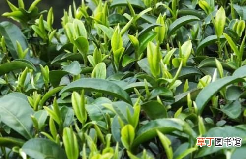 碧螺春属于什么茶 碧螺春是什么茶？