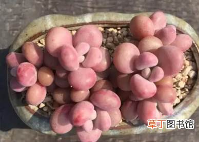 冬天养桃蛋哪些是要注意的 桃蛋冬天怎么养护