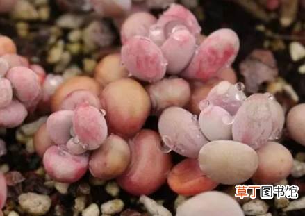 冬天养桃蛋哪些是要注意的 桃蛋冬天怎么养护