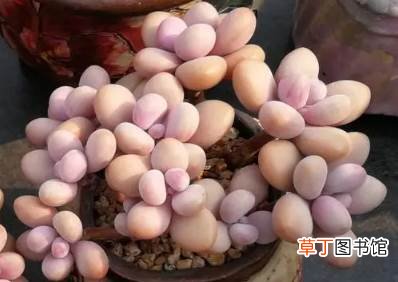 冬天养桃蛋哪些是要注意的 桃蛋冬天怎么养护