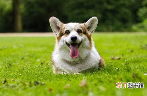 2021年世界狂犬病日宣传主题 2021世界狂犬病日是几月几号