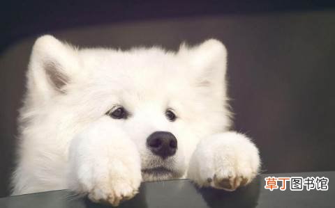 2021年世界狂犬病日宣传主题 2021世界狂犬病日是几月几号