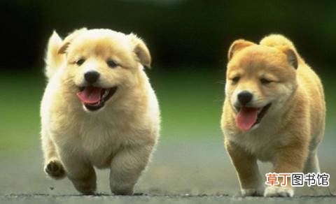 2021年世界狂犬病日宣传主题 2021世界狂犬病日是几月几号