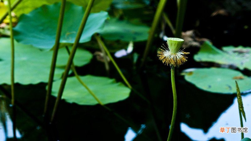 梦见莲藕