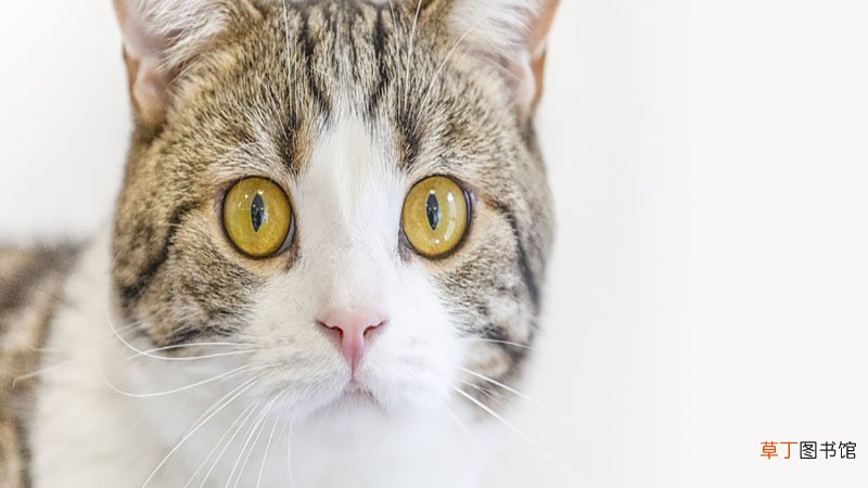 梦见小猫