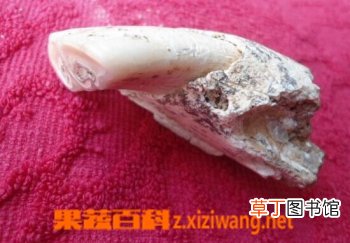 龙齿的功效与作用简介