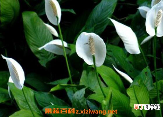 一帆风顺如何养 一帆风顺的养殖方法和注意事项