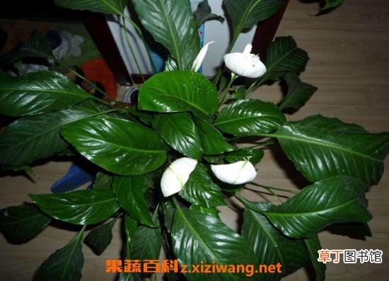 一帆风顺如何养 一帆风顺的养殖方法和注意事项