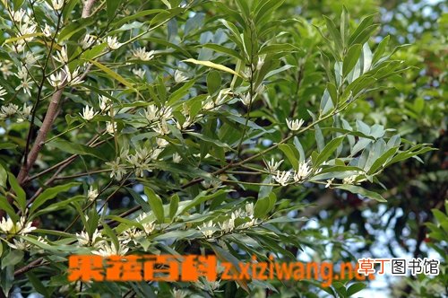 乌心石的功效与作用