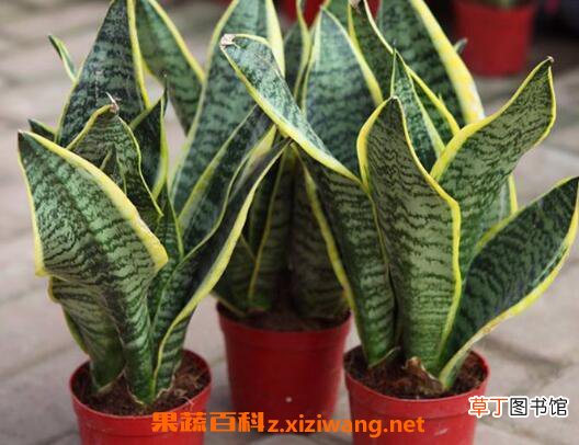 虎皮兰如何养 虎皮兰的养殖方法和注意事项