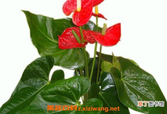 红掌如何养 红掌的养殖方法和注意事项