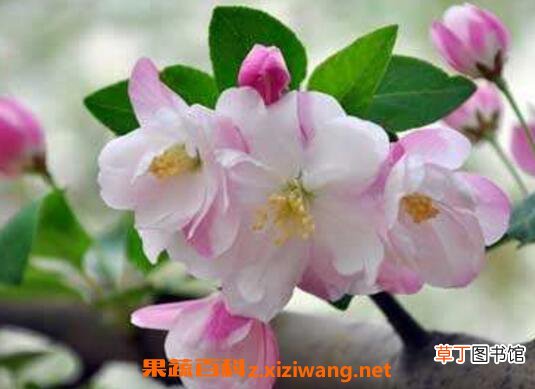 海棠花如何养 海棠花的养殖方法和注意事项