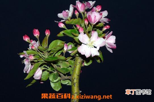 海棠花如何养 海棠花的养殖方法和注意事项