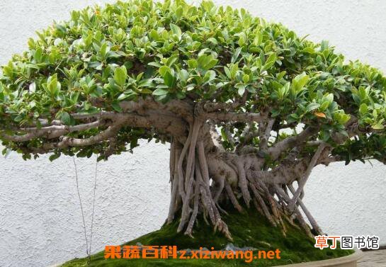 榕树如何养 榕树的养殖方法和注意事项