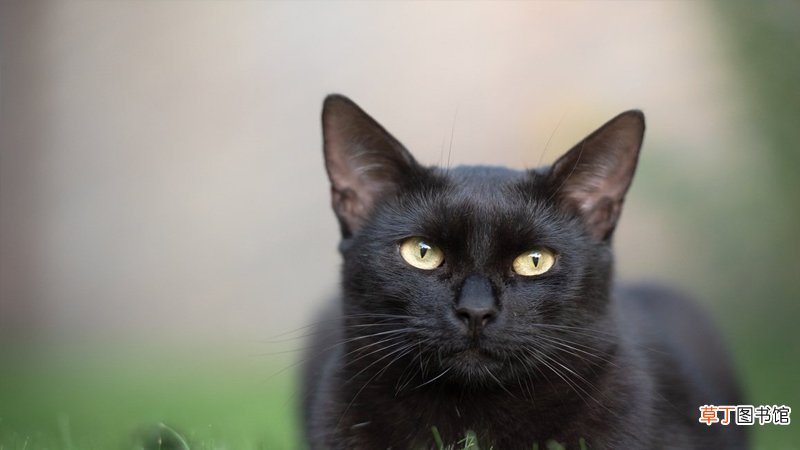 梦见黑猫