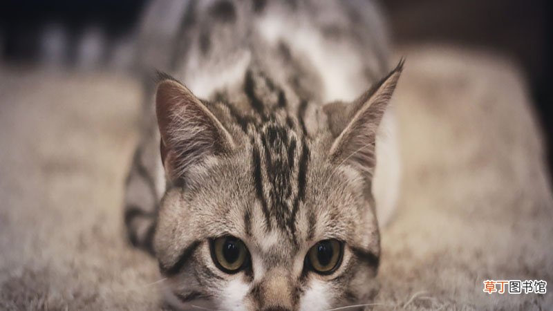 梦见猫死了