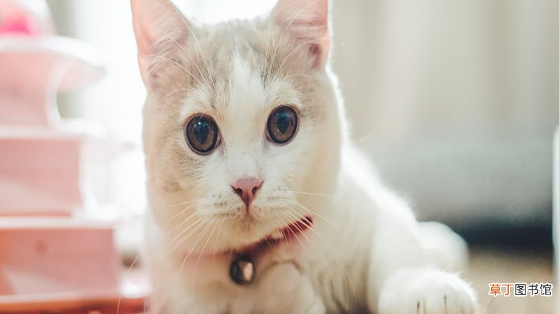 梦见猫死了