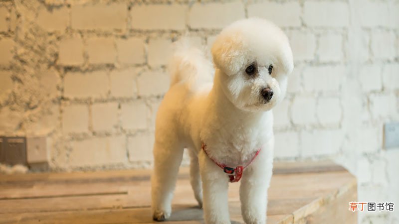 梦见猫狗