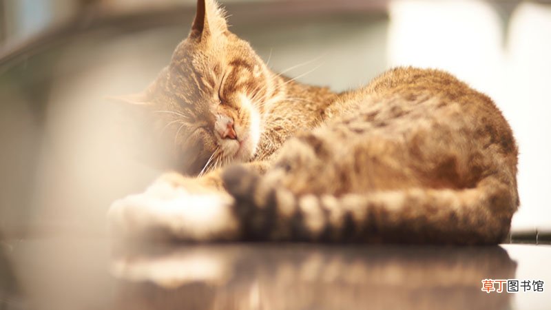 梦见猫狗