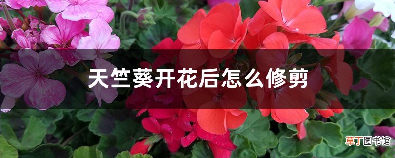 天竺葵开花后怎么修剪老桩怎么修剪