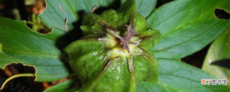 七叶一枝花怎么种植：怎么育苗、施什么肥？