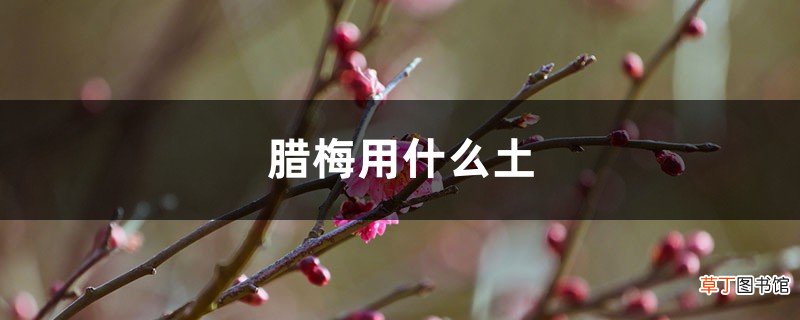 盆栽腊梅用什么土，施什么肥