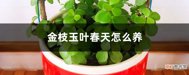 金枝玉叶春天怎么养