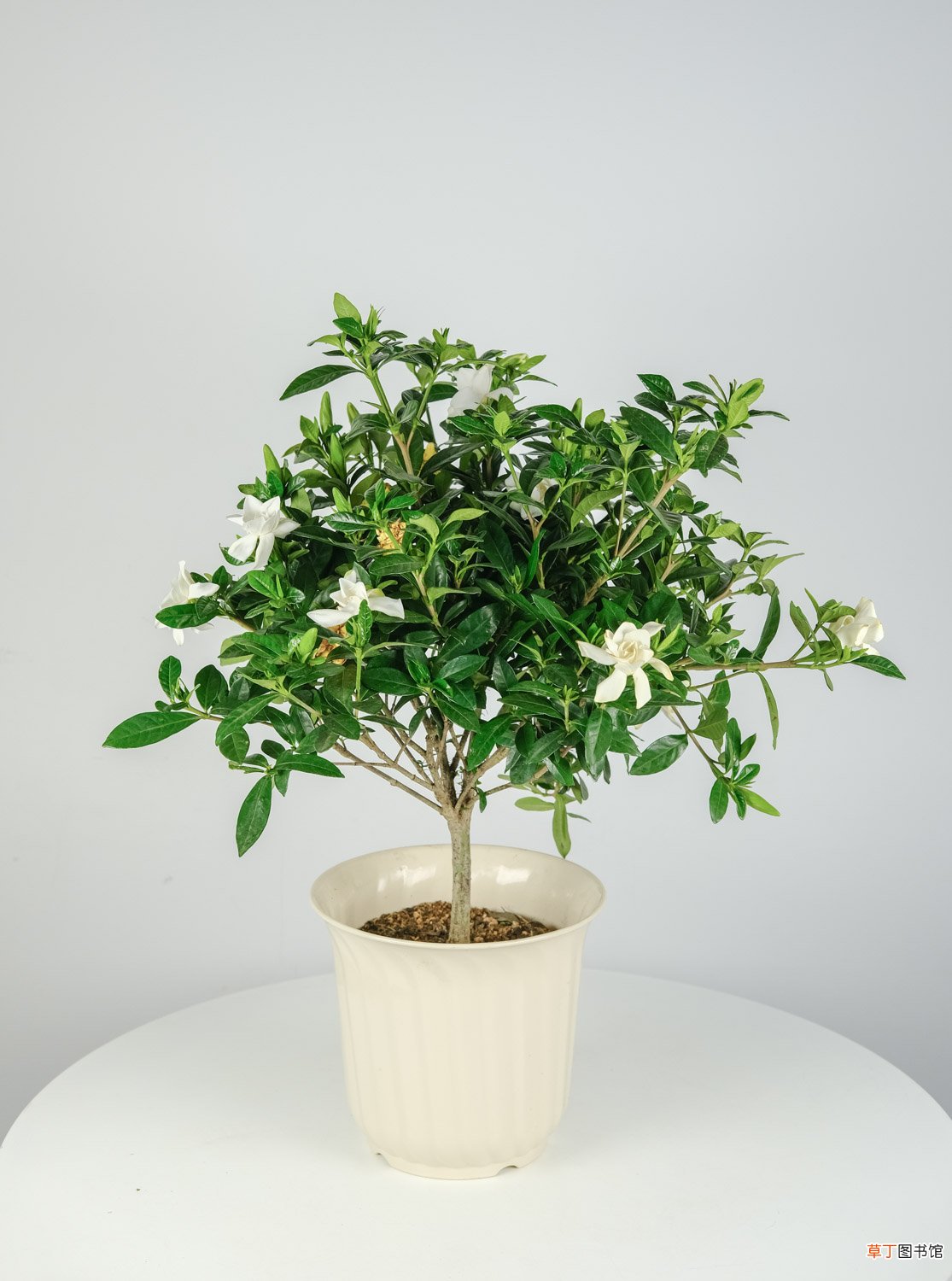 栀子花冬天怎么养