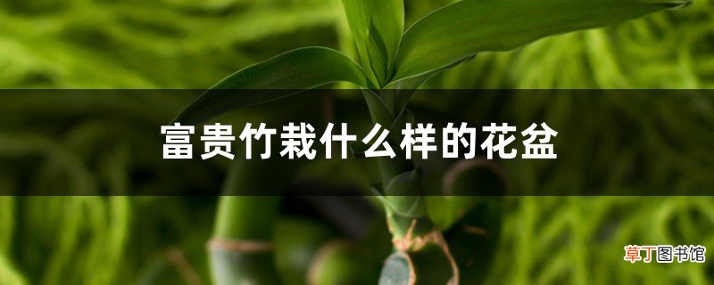 富贵竹栽什么样的花盆好看，一个花盆放三颗可以吗