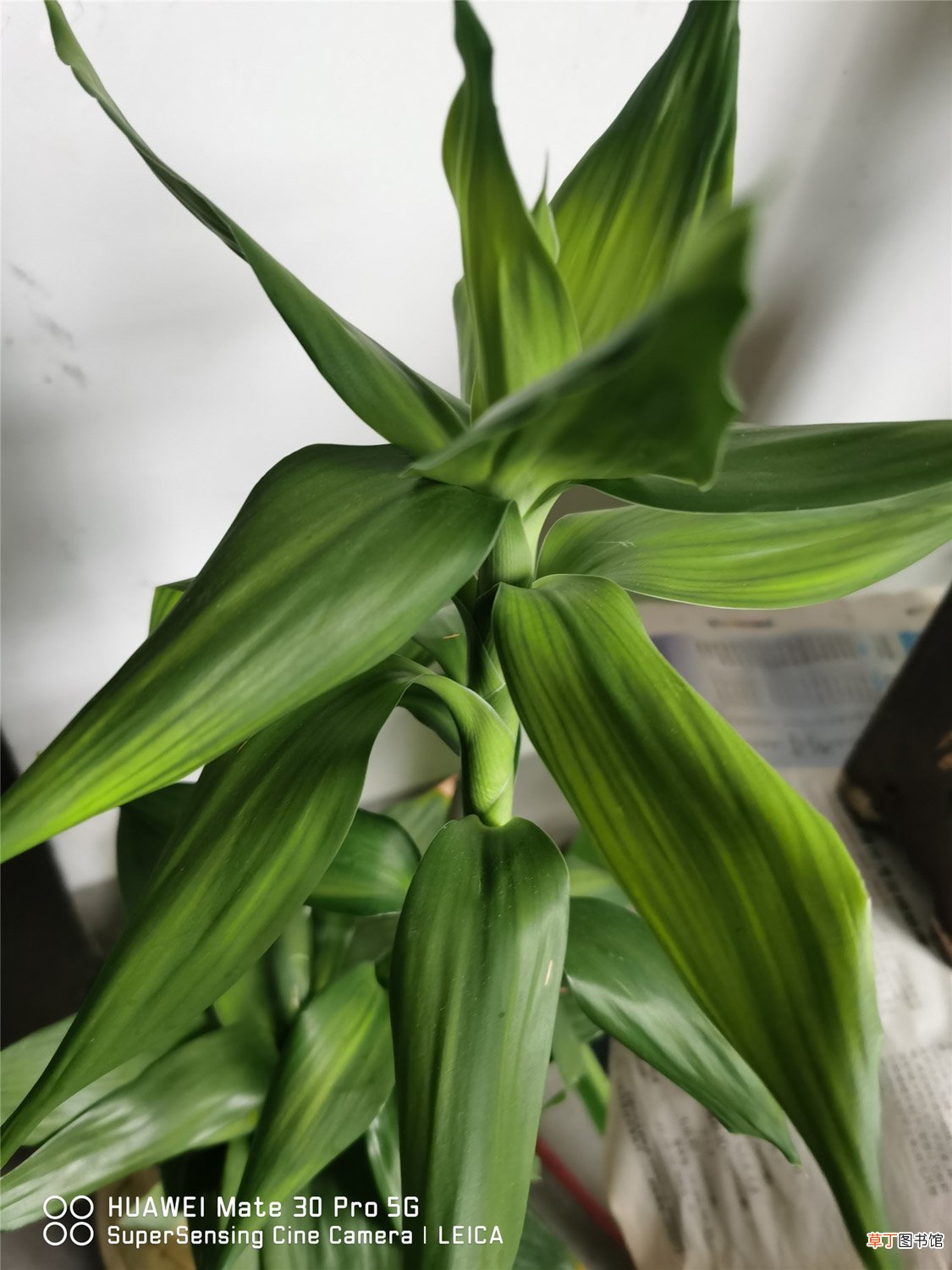 富贵竹可以栽到花盆里吗，土培要什么花盆