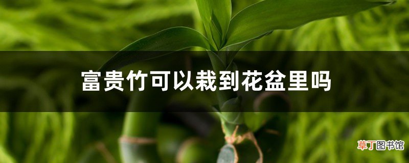 富贵竹可以栽到花盆里吗，土培要什么花盆