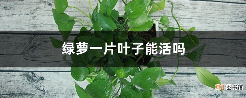 绿萝一片叶子能活吗，可以水培生根繁殖吗