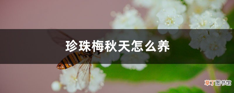珍珠梅秋天怎么养