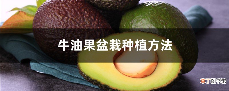 牛油果就是鳄梨吗？盆栽怎么种植？