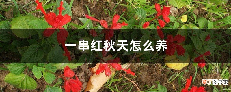 一串红秋天怎么养