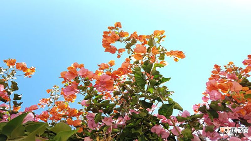 梦见买花