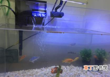鱼缸几天换水 鱼缸换水上午还是下午