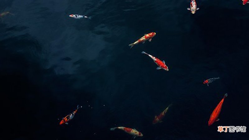 女人梦见水里好多鱼