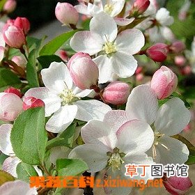 羊蹄甲的功效与作用